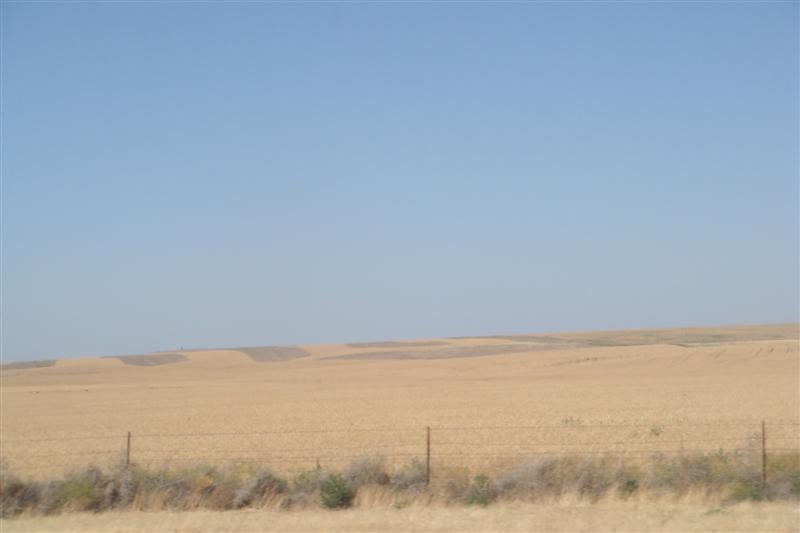 Grain Fields