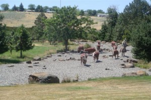 Cattle Drive