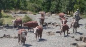 Cattle Drive