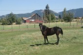 horse-at-berry-farm-medium