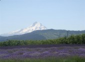 lavender-mthood-md1