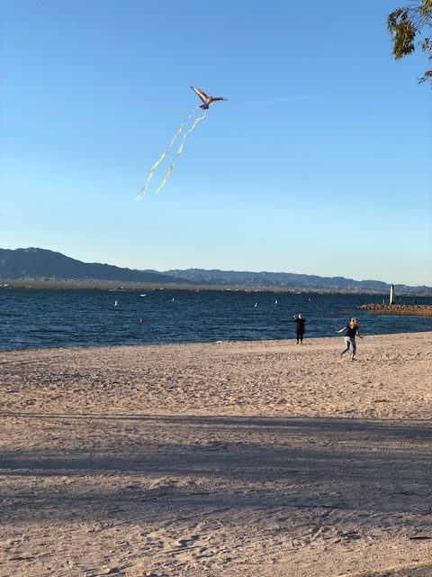 Bird shaped Kite-Flying on the Beach